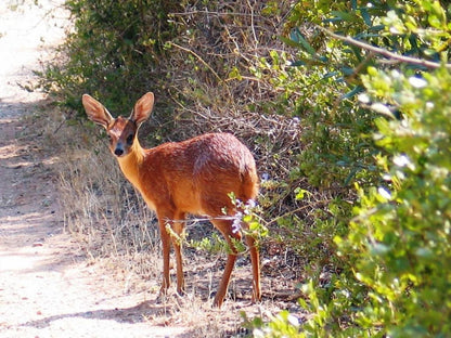 Buitenstekloof Mountain Cottages Robertson Western Cape South Africa Deer, Mammal, Animal, Herbivore