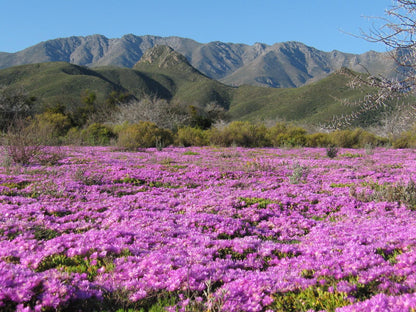 Buitenstekloof Mountain Cottages Robertson Western Cape South Africa Plant, Nature