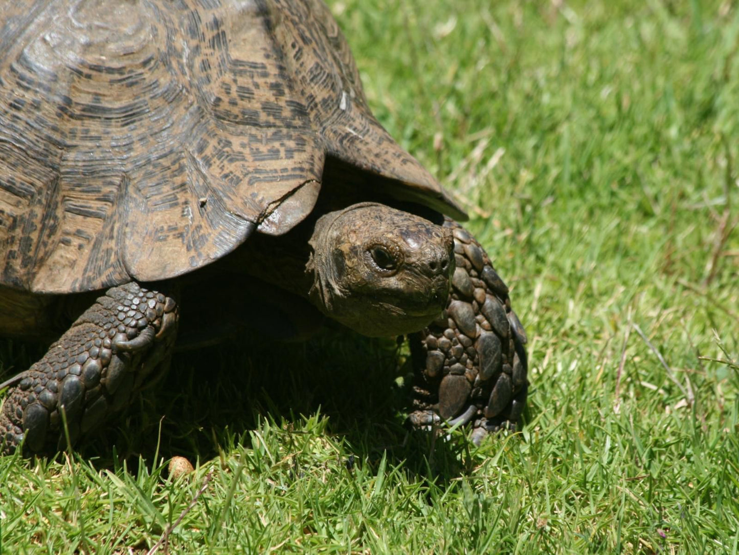 Buitenstekloof Mountain Cottages Robertson Western Cape South Africa Reptile, Animal, Turtle