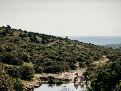 Bukela Game Lodge - Amakhala Game Reserve