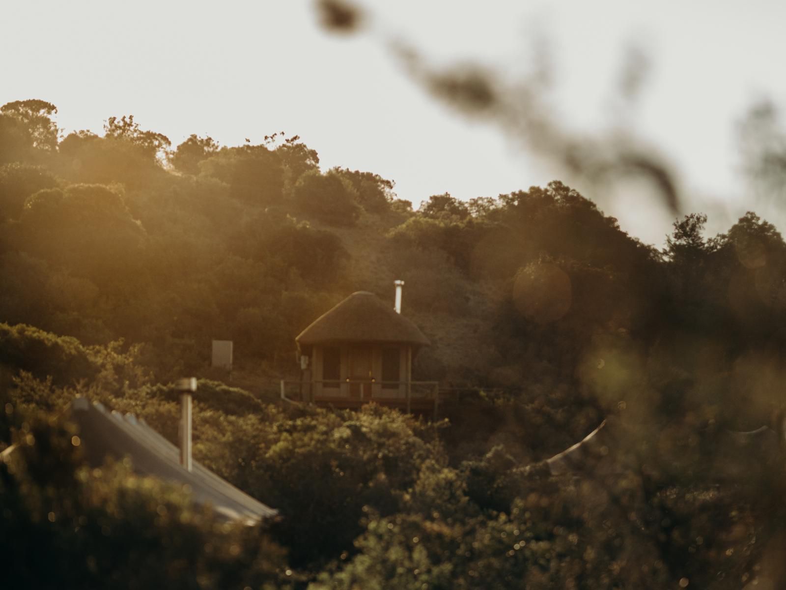 Bukela Game Lodge Amakhala Game Reserve Eastern Cape South Africa Sepia Tones