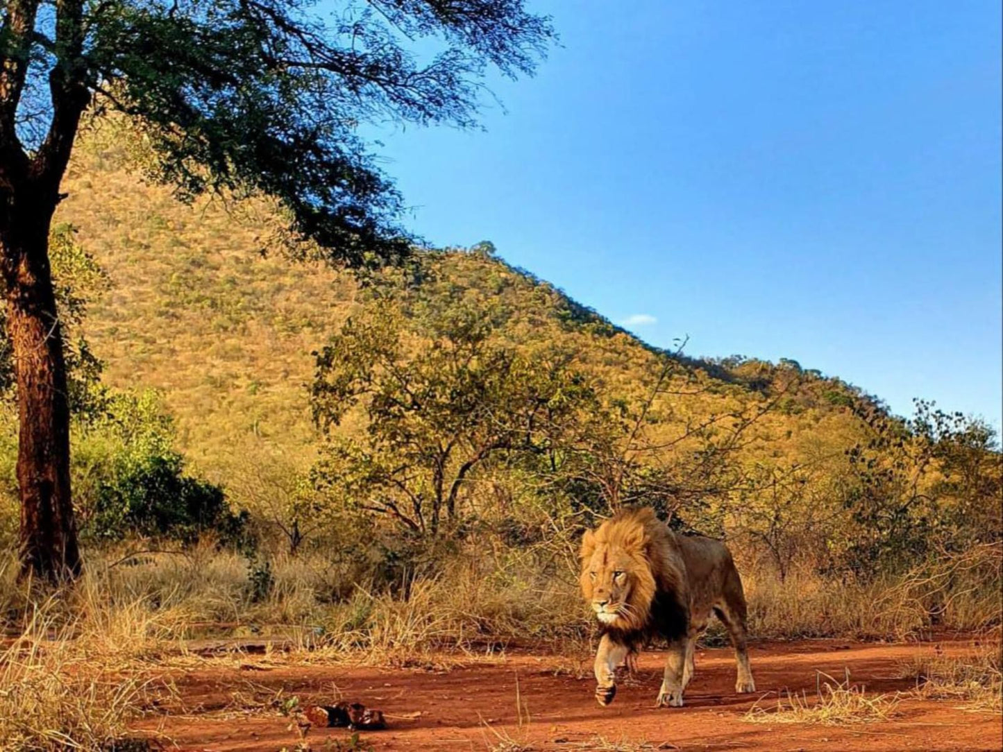 Sanwild Safari Styled Tent Camp Hoedspruit Limpopo Province South Africa Complementary Colors, Colorful, Animal