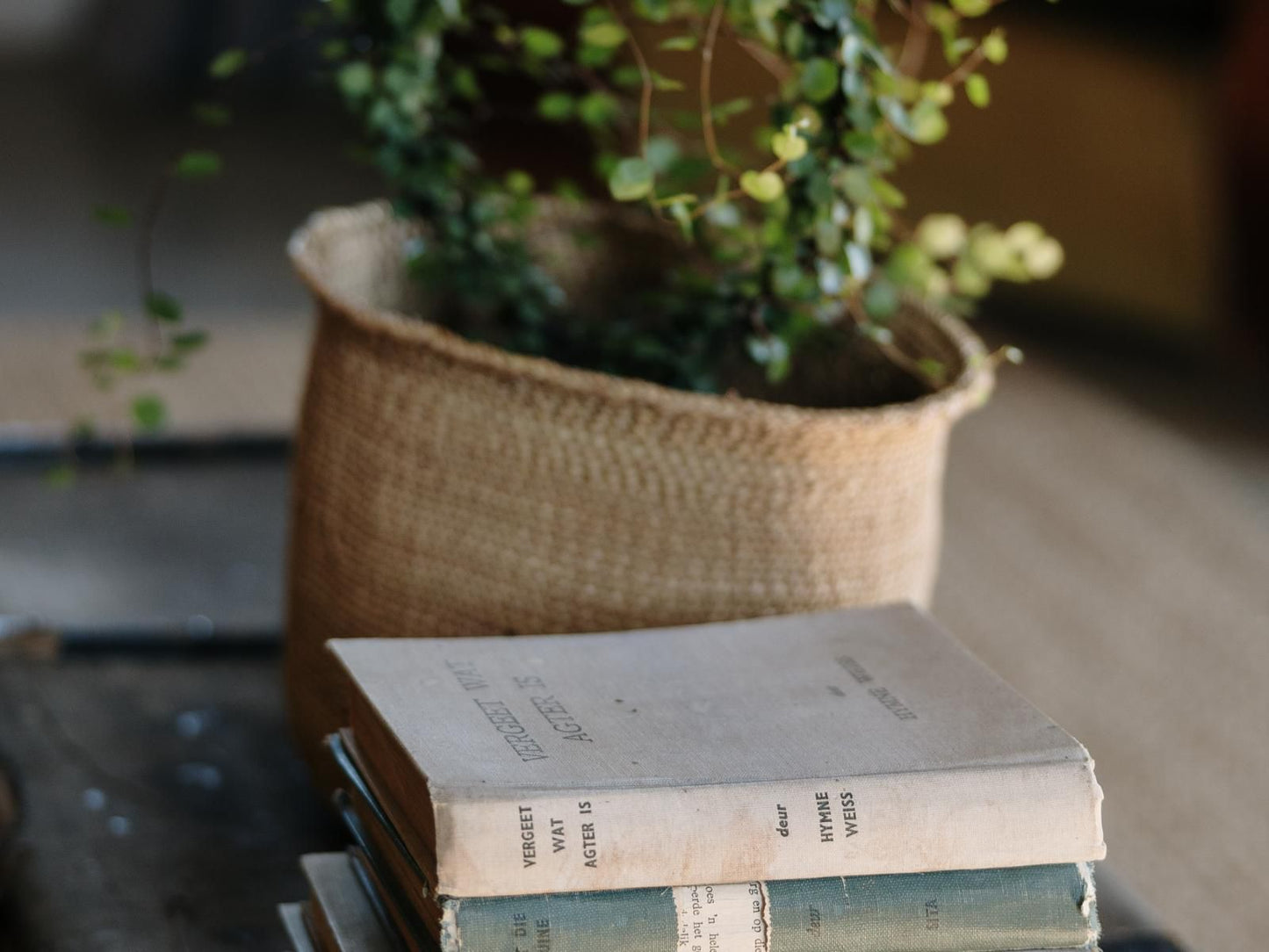 Ambers And Grace Guest Farm Donkerhoek Gauteng South Africa Bokeh