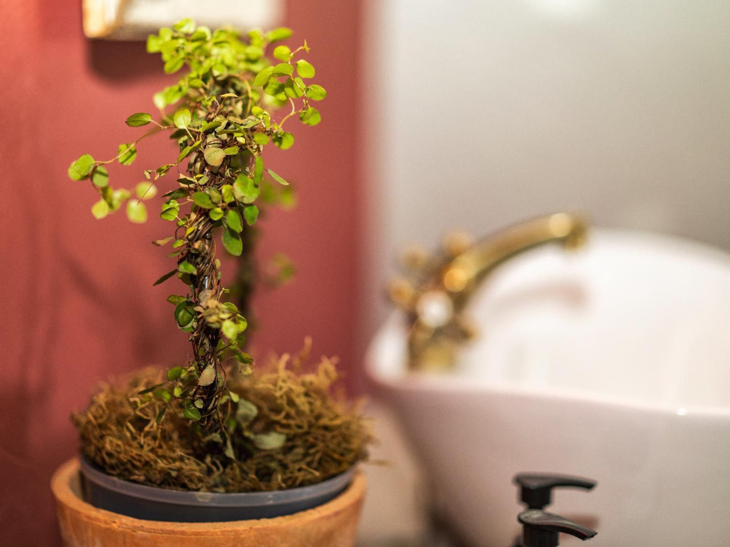 Ambers And Grace Guest Farm Donkerhoek Gauteng South Africa Sepia Tones, Plant, Nature, Bathroom, Bokeh