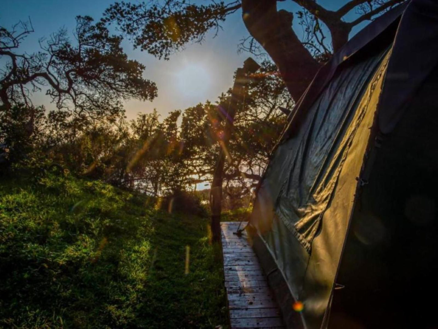 Bulungula Lodge Qora River Mouth Eastern Cape South Africa Forest, Nature, Plant, Tree, Wood, Sky