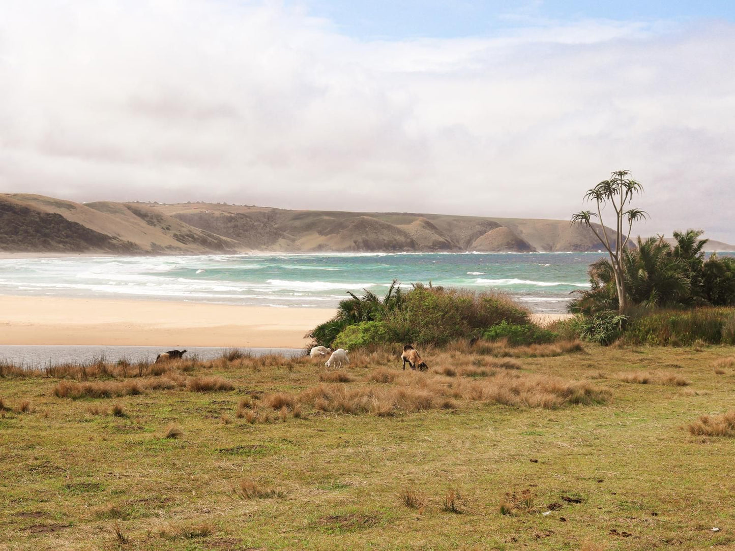 Bulungula Lodge Qora River Mouth Eastern Cape South Africa Beach, Nature, Sand, Palm Tree, Plant, Wood