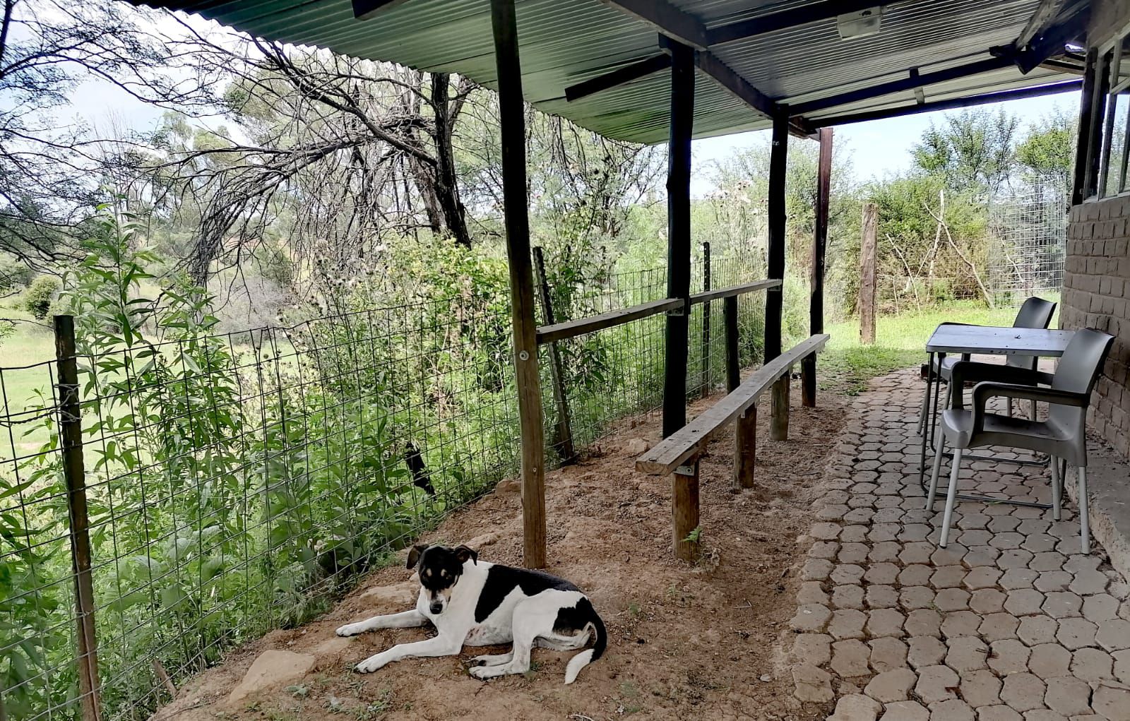 Bundu River Lodge Ventersburg Free State South Africa Dog, Mammal, Animal, Pet