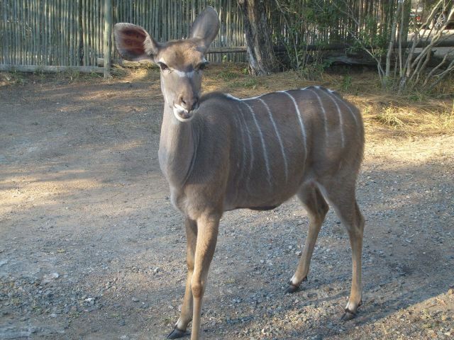Bundu Marloth Park Mpumalanga South Africa Unsaturated, Animal