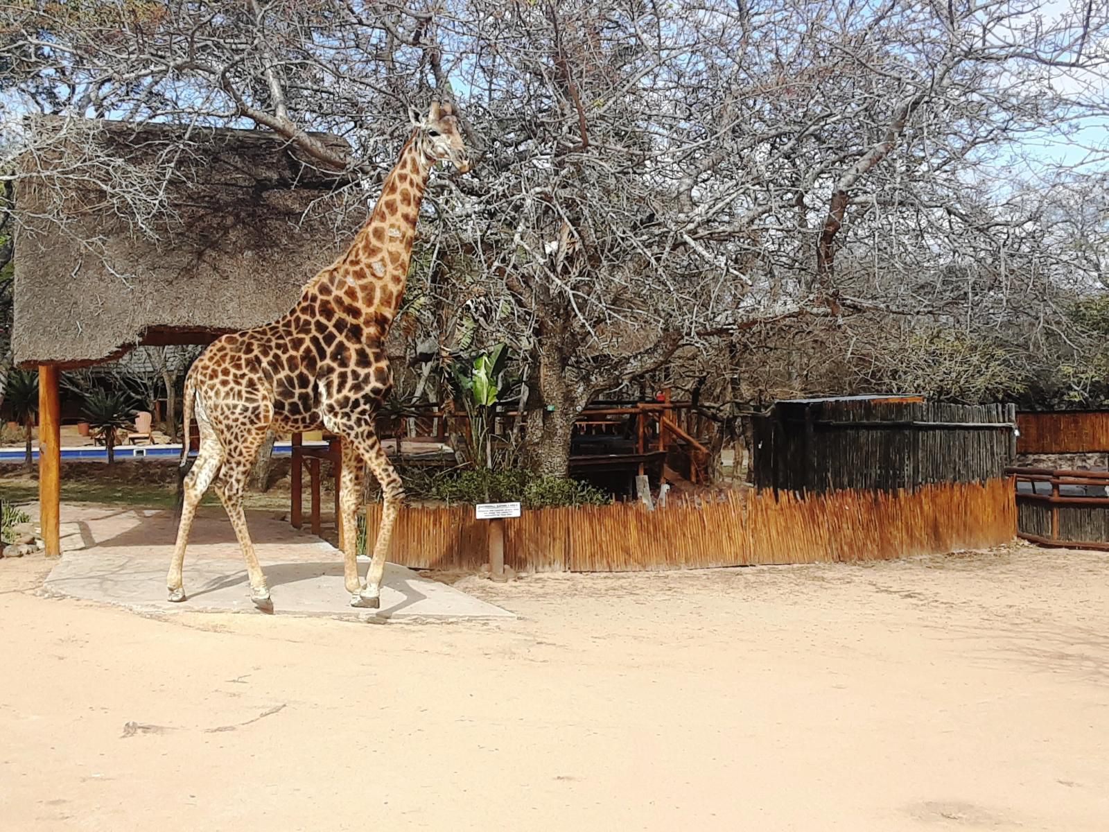 Thornhill Safari Lodge Guernsey Nature Reserve Amanda Limpopo Province South Africa Giraffe, Mammal, Animal, Herbivore