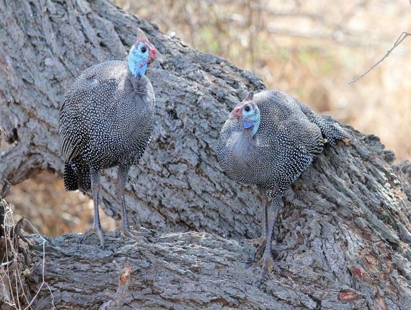 Burchell S Bush Lodge Sabi Sabi Private Game Reserve Mpumalanga South Africa Bird, Animal