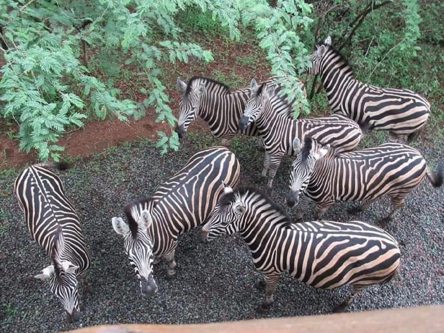 Bush And Gables Marloth Park Mpumalanga South Africa Zebra, Mammal, Animal, Herbivore