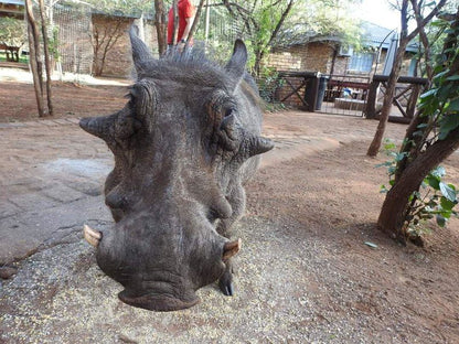 Bush Beach Bosbok Marloth Park Mpumalanga South Africa Unsaturated, Rhino, Mammal, Animal, Herbivore