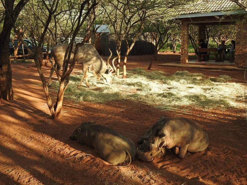 Bush Beach Bosbok Marloth Park Mpumalanga South Africa Animal