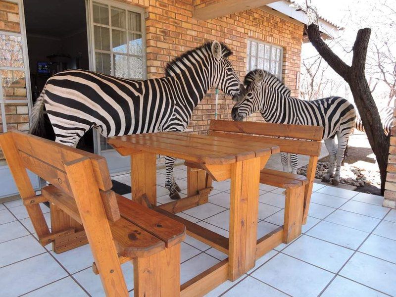 Bush Beach Bosbok Marloth Park Mpumalanga South Africa Zebra, Mammal, Animal, Herbivore