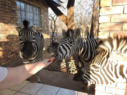 Bush Beach Bosbok Marloth Park Mpumalanga South Africa Zebra, Mammal, Animal, Herbivore