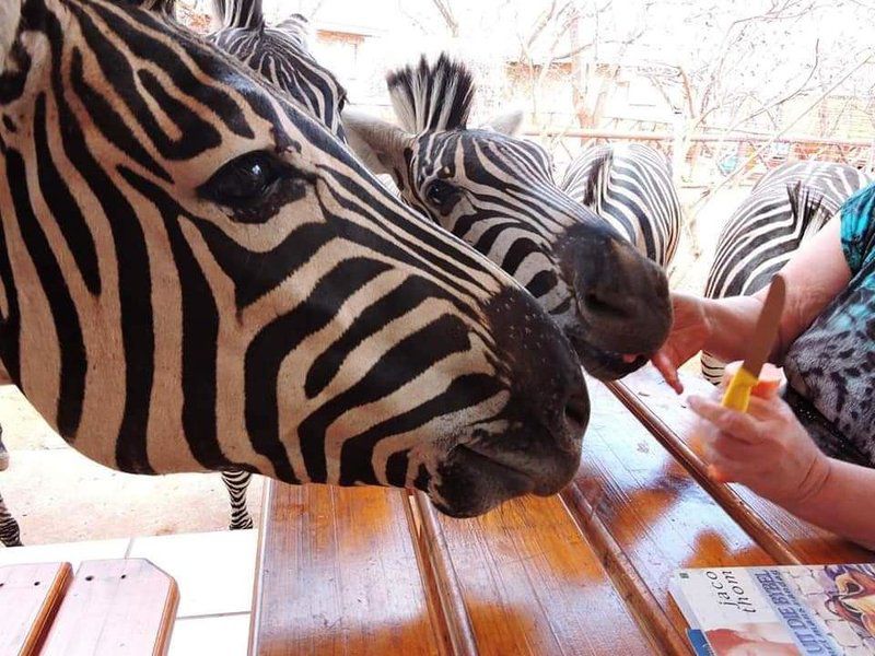 Bush Beach Bosbok Marloth Park Mpumalanga South Africa Zebra, Mammal, Animal, Herbivore