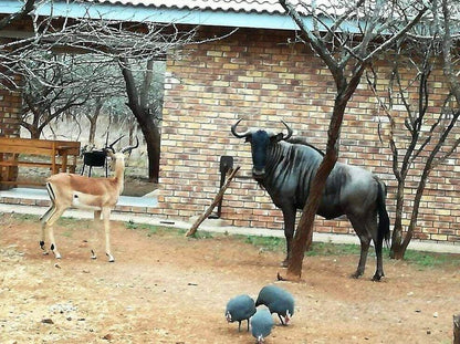 Bush Beach Bosbok Marloth Park Mpumalanga South Africa Gnu, Mammal, Animal, Herbivore, Water Buffalo