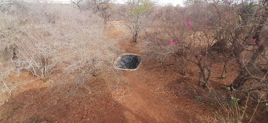 Bush Beach Jackal Marloth Park Mpumalanga South Africa Cactus, Plant, Nature, Reptile, Animal, Turtle, Desert, Sand