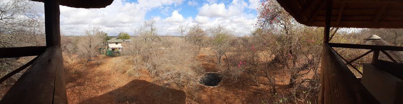 Bush Beach Jackal Marloth Park Mpumalanga South Africa 