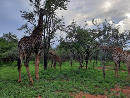 Bush & Beach Vacations, Giraffe, Mammal, Animal, Herbivore