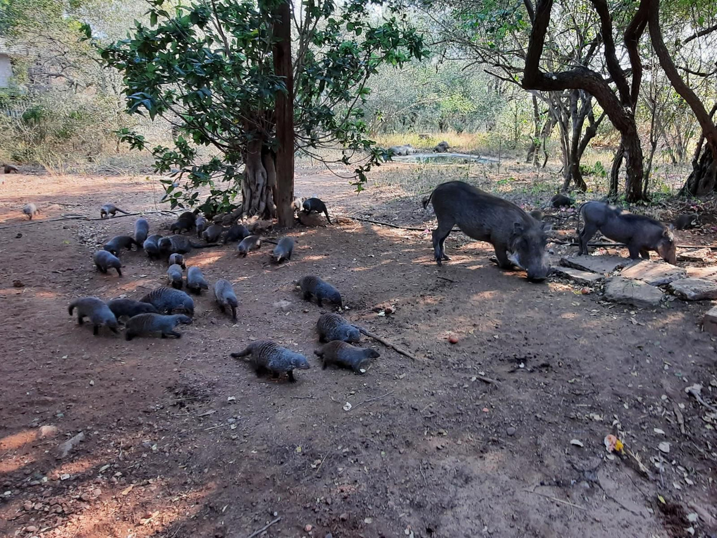 Bush & Beach Vacations, Animal