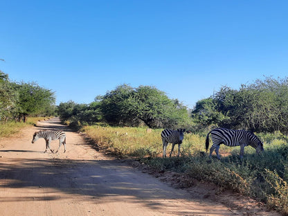 Bush & Beach Vacations, Zebra, Mammal, Animal, Herbivore