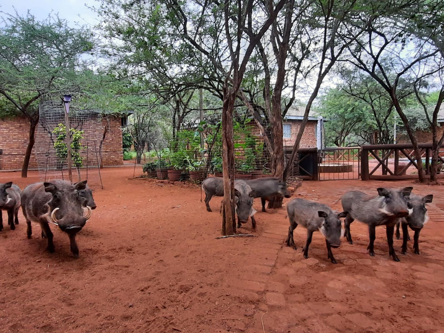 Bush & Beach Vacations, Water Buffalo, Mammal, Animal, Herbivore