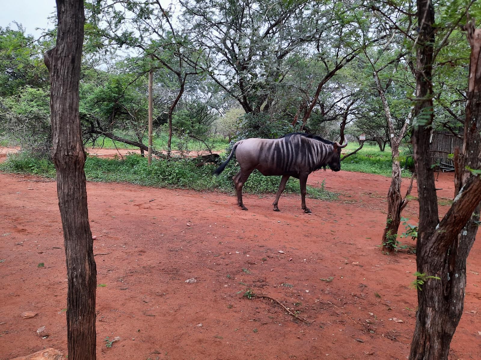 Bush & Beach Vacations, Animal