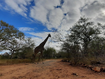 Bush & Beach Vacations, Giraffe, Mammal, Animal, Herbivore