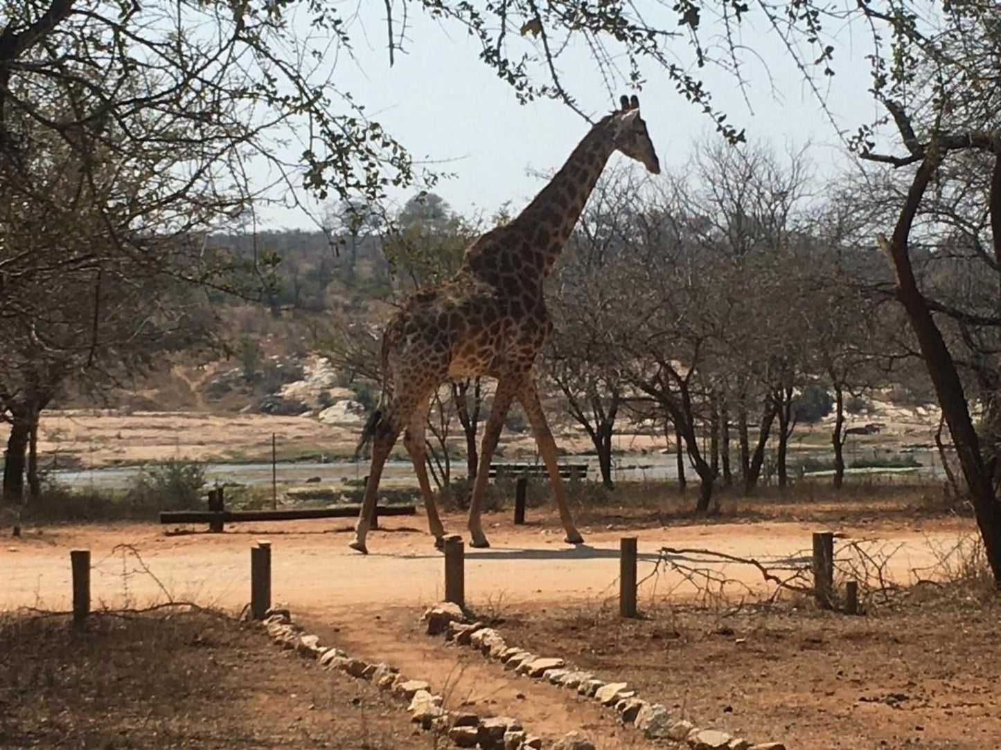 Bush Cottage Marloth Park Mpumalanga South Africa Giraffe, Mammal, Animal, Herbivore
