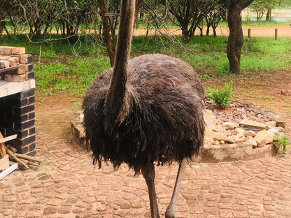 Bush Cottage Marloth Park Mpumalanga South Africa Ostrich, Bird, Animal