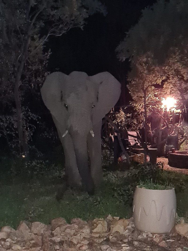 Bush Dream Mabalingwe Mabalingwe Nature Reserve Bela Bela Warmbaths Limpopo Province South Africa Elephant, Mammal, Animal, Herbivore