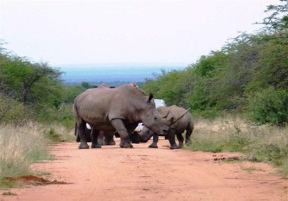 Bush Dream Mabalingwe Mabalingwe Nature Reserve Bela Bela Warmbaths Limpopo Province South Africa Elephant, Mammal, Animal, Herbivore, Rhino