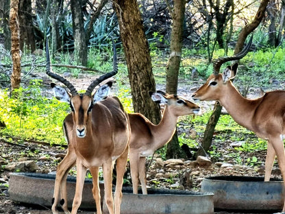 Bush Inn Lodge Lephalale Ellisras Limpopo Province South Africa Deer, Mammal, Animal, Herbivore