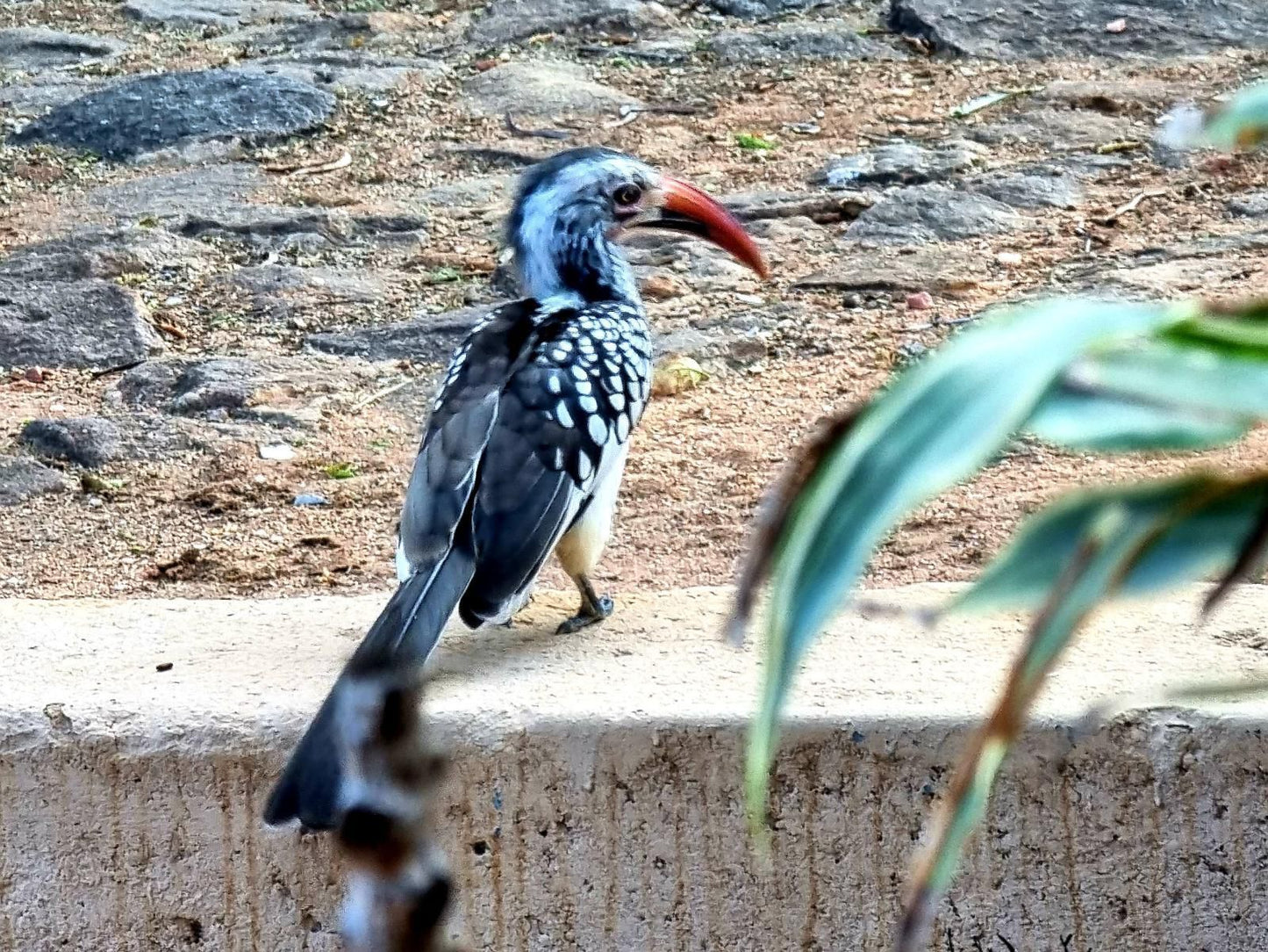 Bush Inn Lodge Lephalale Ellisras Limpopo Province South Africa Kingfisher, Bird, Animal