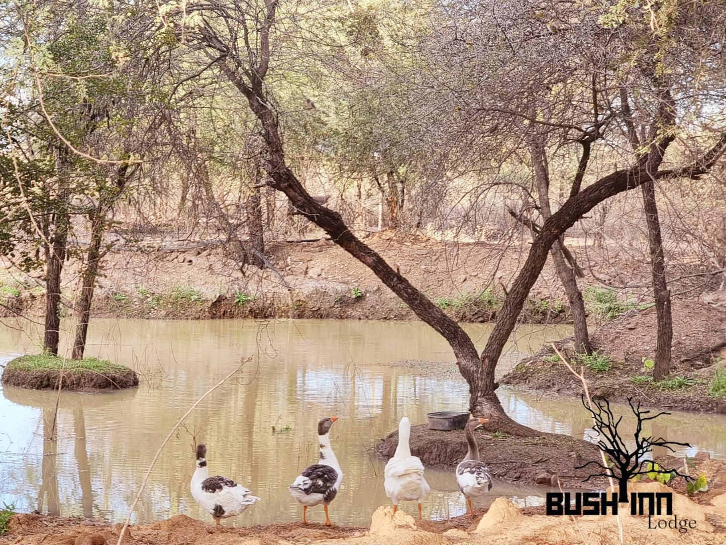 Bush Inn Lodge Lephalale Ellisras Limpopo Province South Africa Bird, Animal, River, Nature, Waters