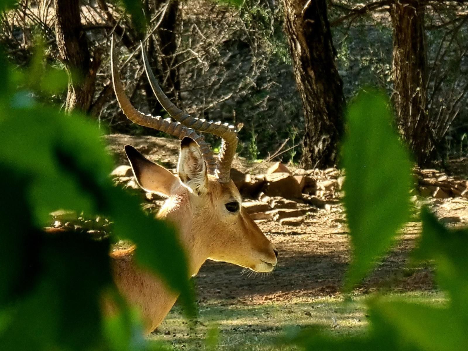 Bush Inn Lodge Lephalale Ellisras Limpopo Province South Africa Deer, Mammal, Animal, Herbivore