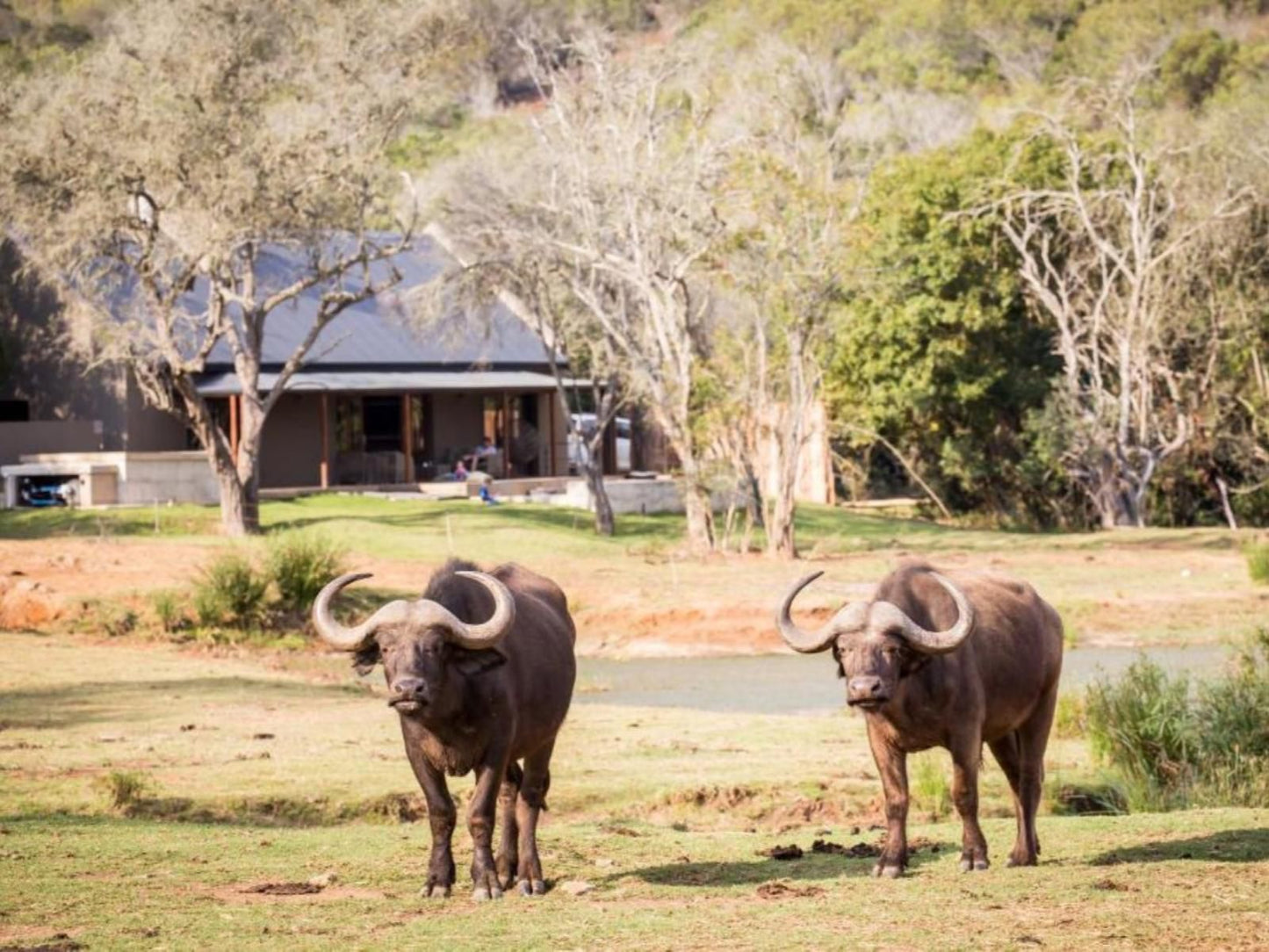 Bush Villas @ Botlierskop, Water Buffalo, Mammal, Animal, Herbivore