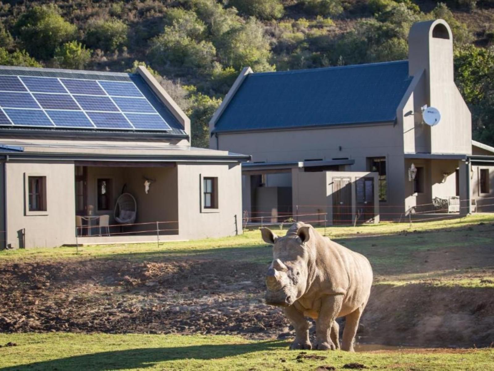 Bush Villas @ Botlierskop, Rhino, Mammal, Animal, Herbivore, Wind Wheel, Technology