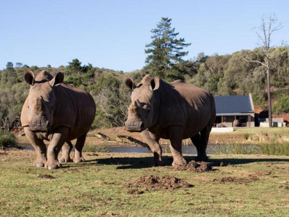 Bush Villas @ Botlierskop, Rhino, Mammal, Animal, Herbivore