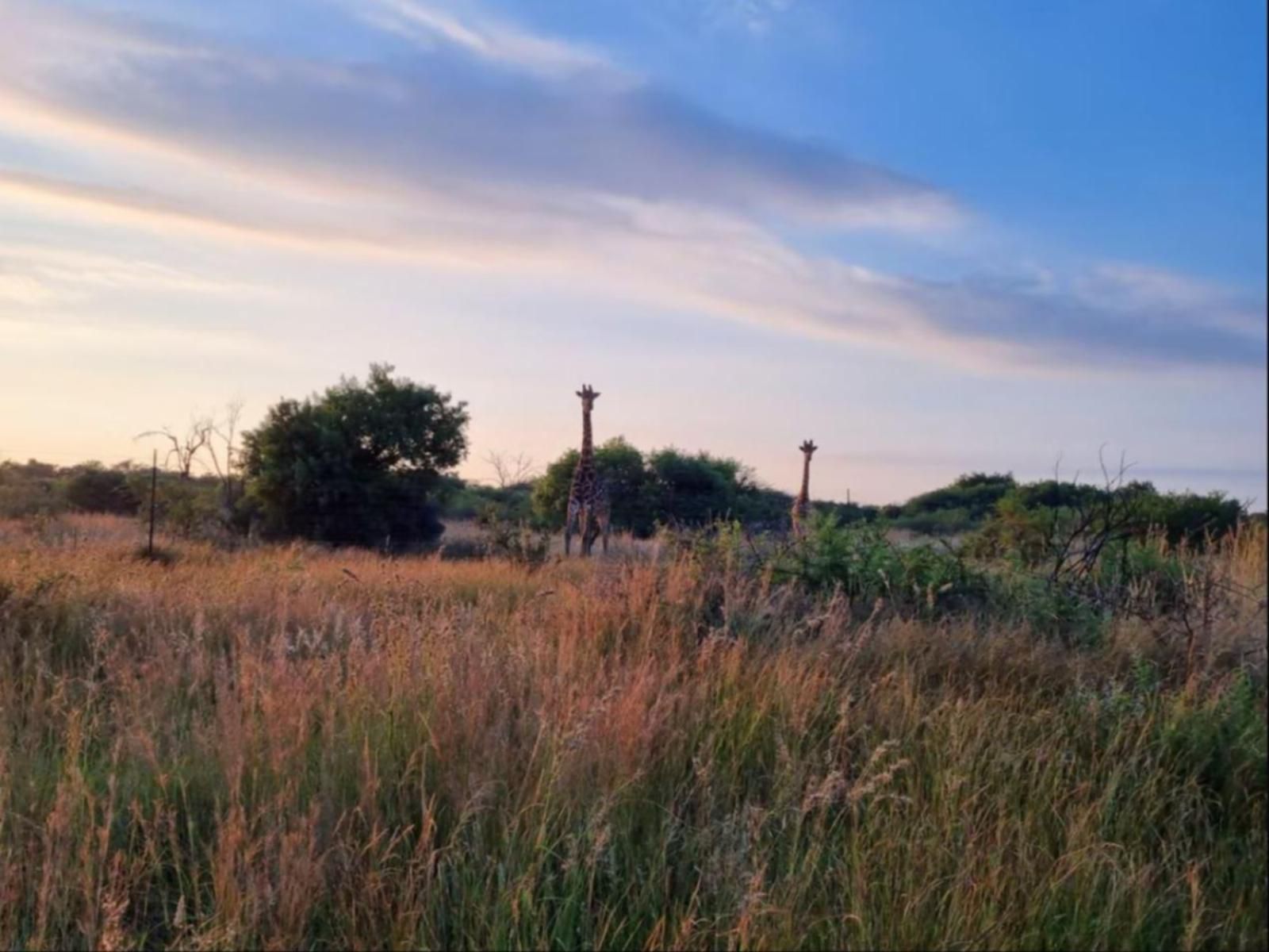 Bushbabies Lodge Hammanskraal Gauteng South Africa Field, Nature, Agriculture, Lowland