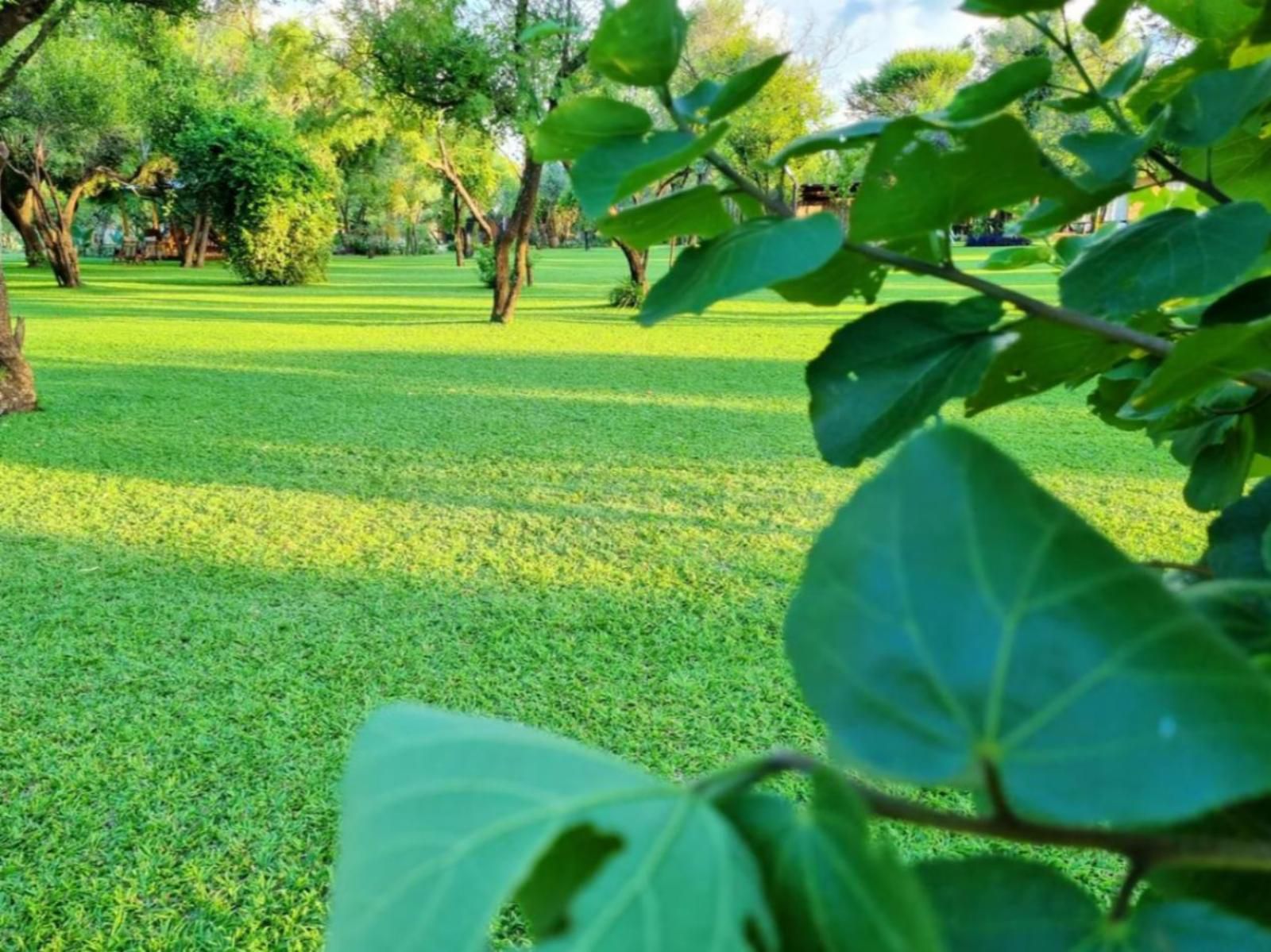 Bushbabies Lodge Hammanskraal Gauteng South Africa Colorful, Plant, Nature