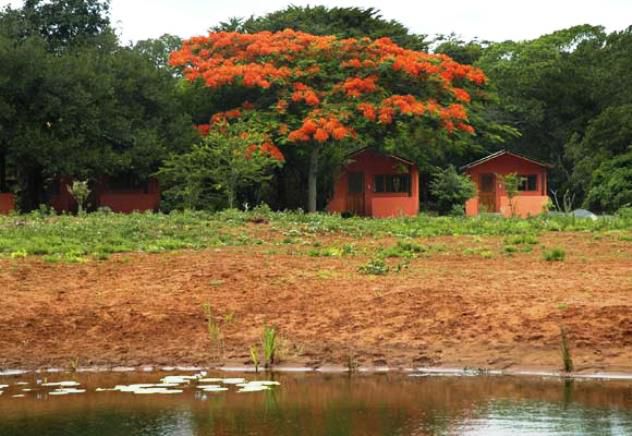 Bushbaby Lodge And Camping Hluhluwe Kwazulu Natal South Africa Tree, Plant, Nature, Wood