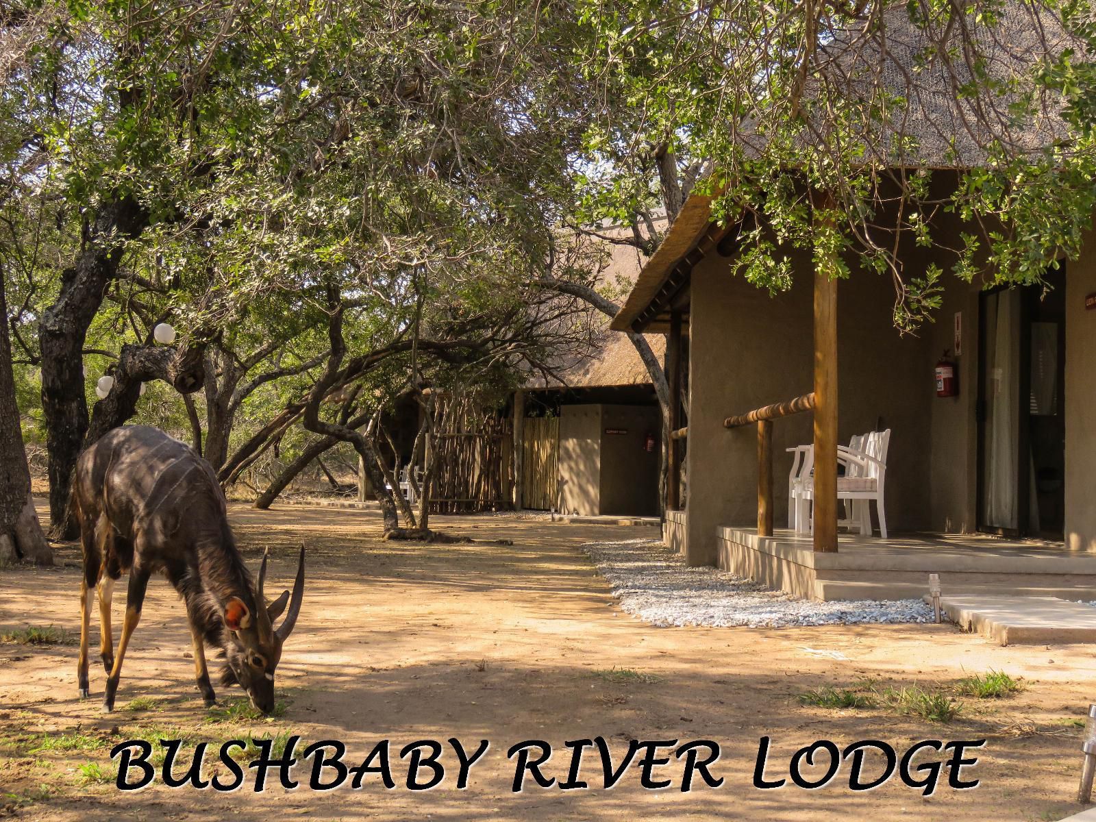 Bushbaby River Lodge Hoedspruit Limpopo Province South Africa Animal