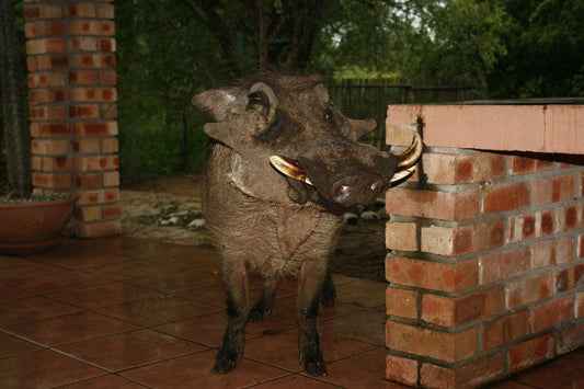 Bushbaby Eden Marloth Park Mpumalanga South Africa Water Buffalo, Mammal, Animal, Herbivore