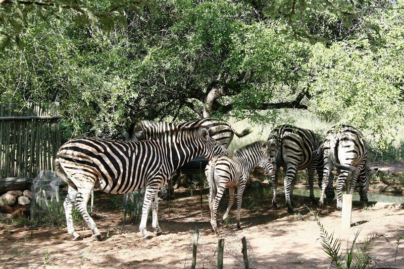 Bushbaby Eden Marloth Park Mpumalanga South Africa Zebra, Mammal, Animal, Herbivore
