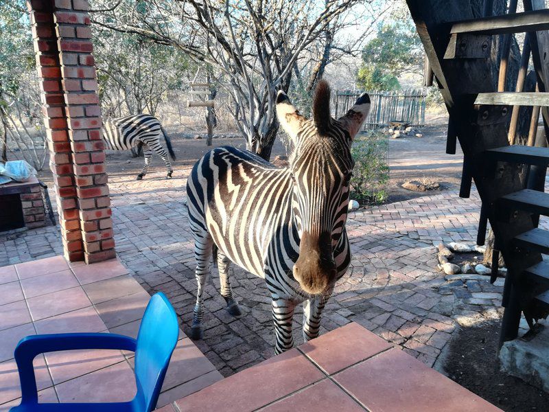 Bushbaby Eden Marloth Park Mpumalanga South Africa Zebra, Mammal, Animal, Herbivore