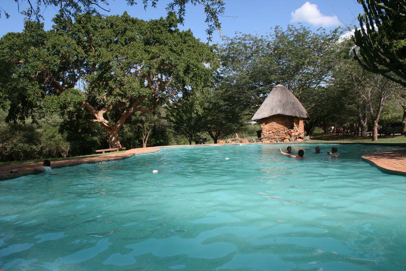 Bushbaby Eden Marloth Park Mpumalanga South Africa Swimming Pool