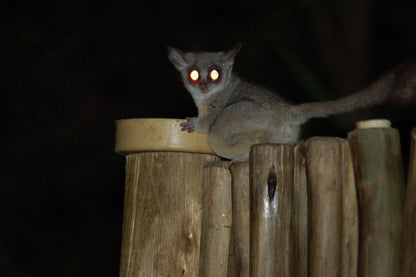 Bush Baby Lodge Marloth Park Mpumalanga South Africa Raccoon, Mammal, Animal, Predator
