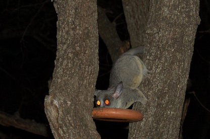 Bush Baby Lodge Marloth Park Mpumalanga South Africa Bat, Mammal, Animal, Raccoon, Predator